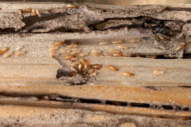 Flea Control Services in Bayou La Batre, AL